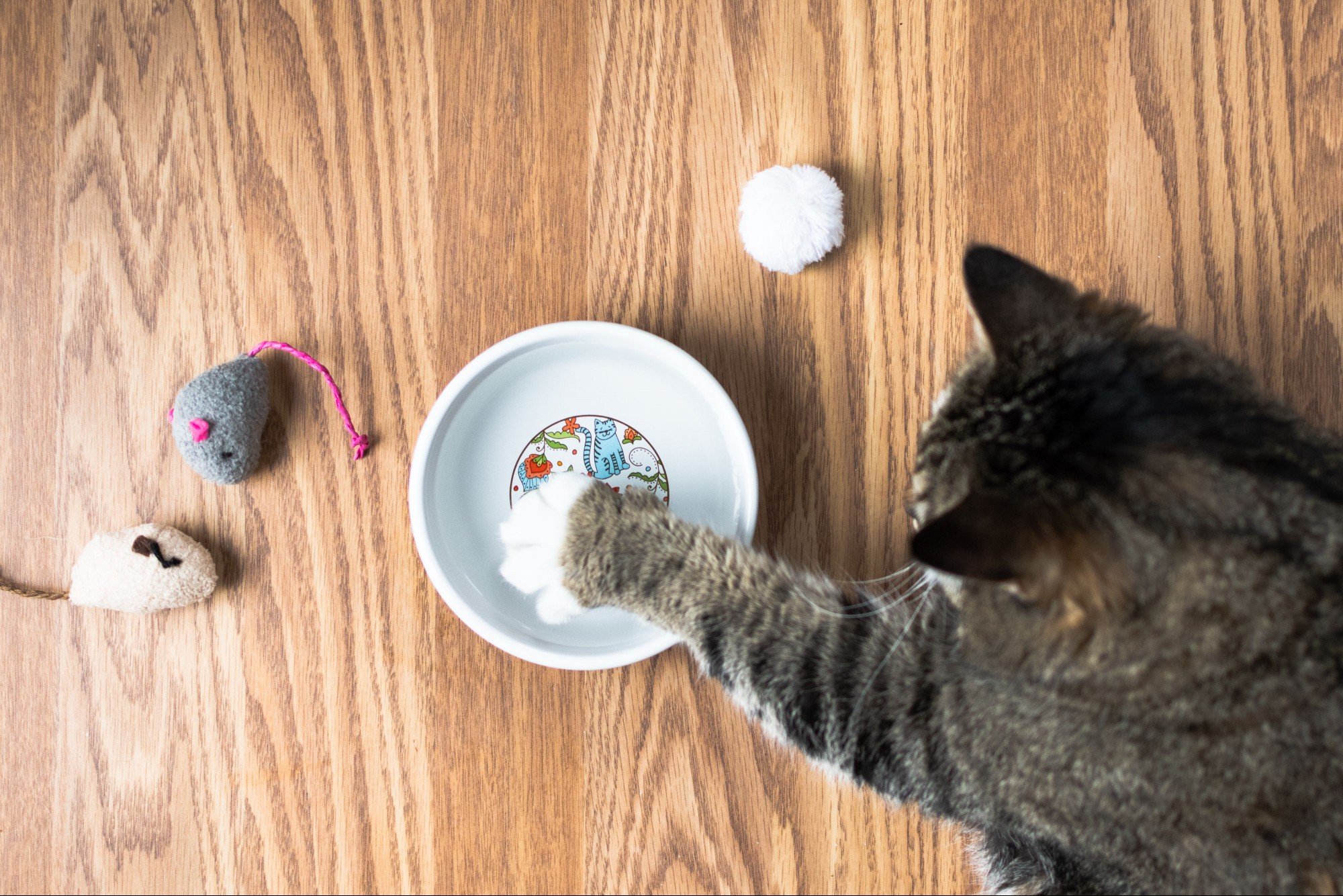 Brown cat patting water in bowl next to toys