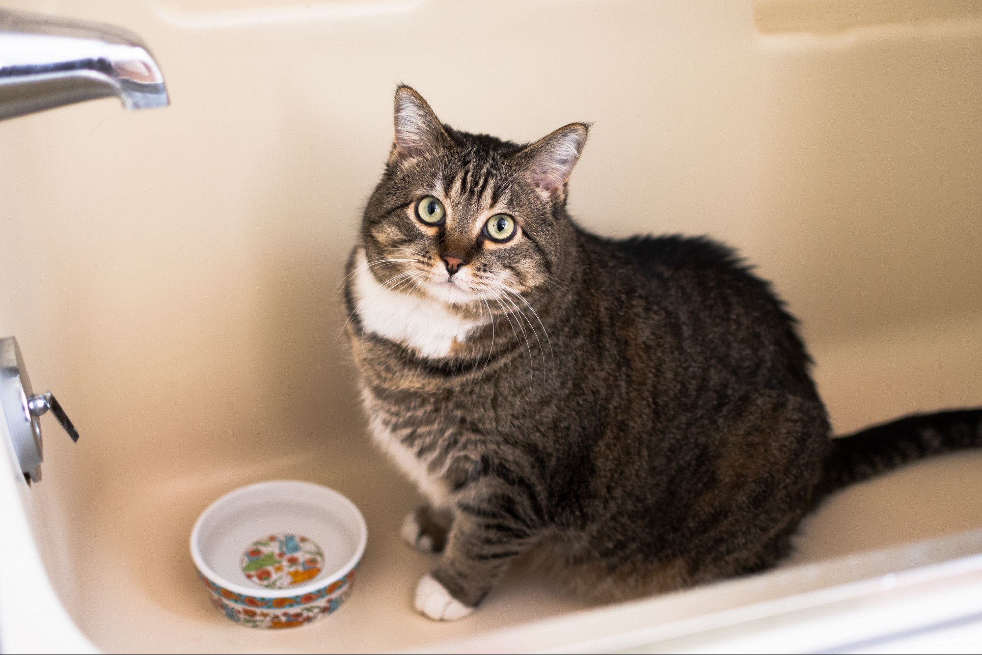 Brown and white cat sitting in bath tub next to water bowl