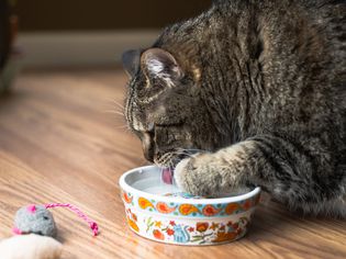 Why Does My Cat Keep Knocking Over Their Water Bowl?