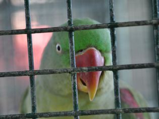 Stress in Pet Birds