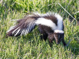 Should You Keep a Skunk as a Pet?