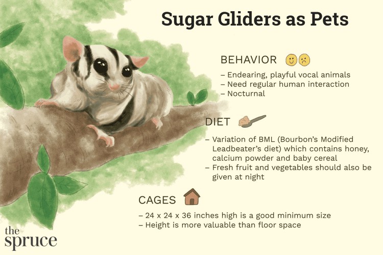 Sugar Gliders as Pets