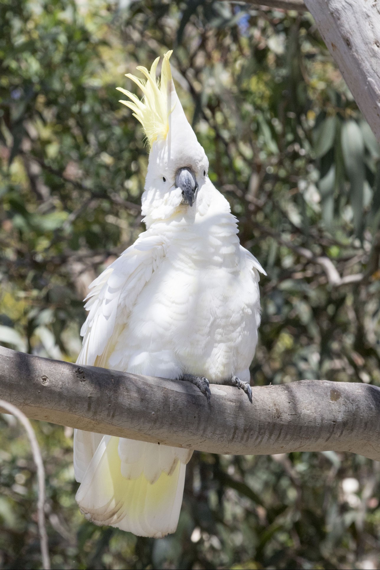 Sulphur-Crested Cockatoo
