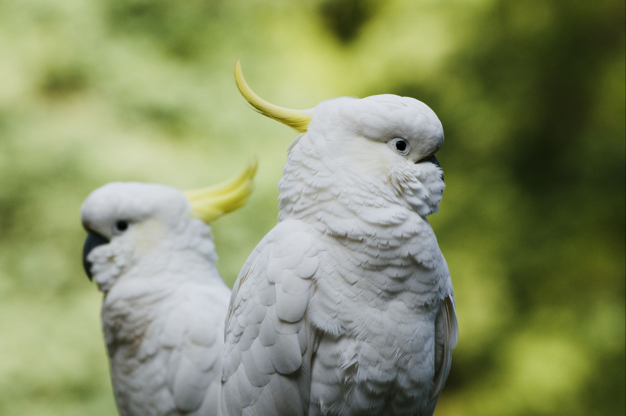 Sulphur-crested Cockatoos, Dandenong Ranges, Victoria, Australia