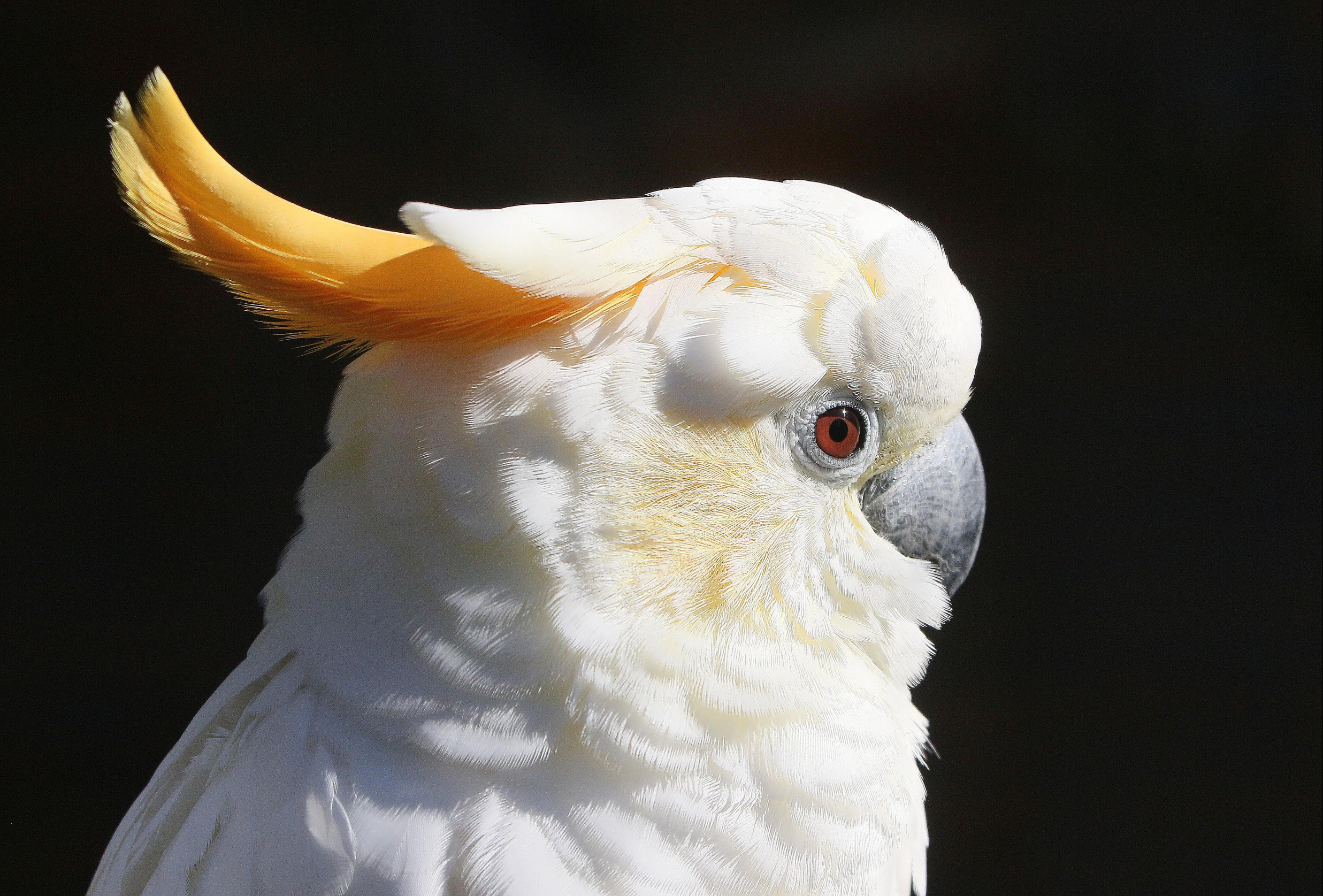 Citron crested cockatoo
