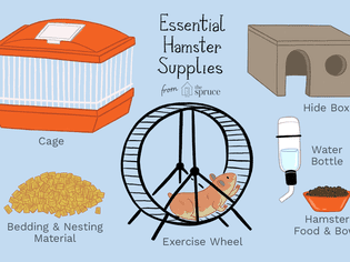 How to Care for Your Pet Hamster