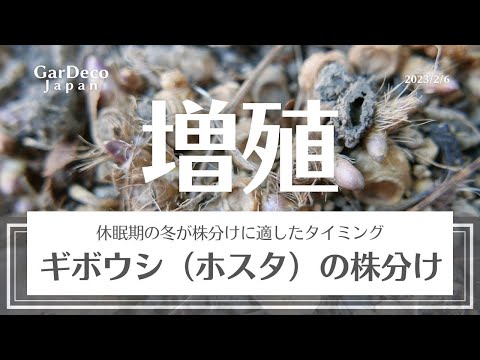 宿根草の株分けで無料で庭を増やす簡単コツ