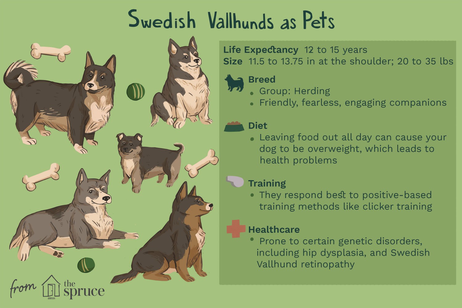 Swedish Vallhunds as Pets