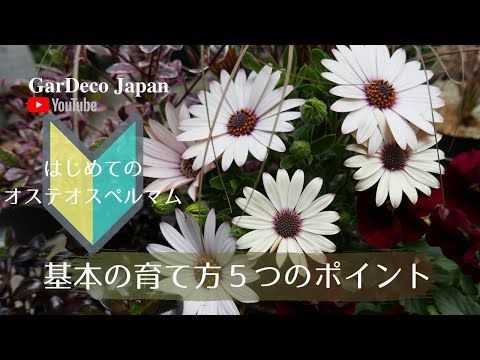 スパイダーマムの育て方：初心者が知っておくべき栽培のコツ