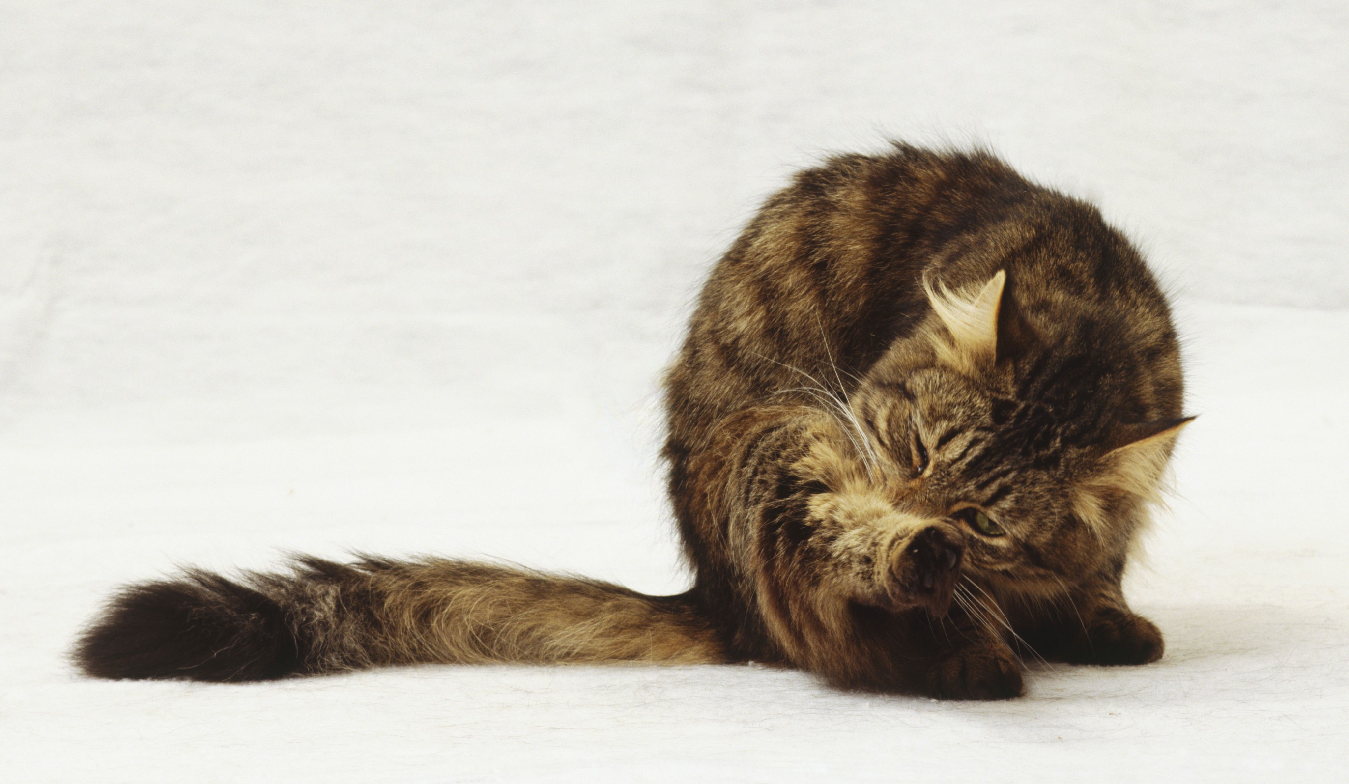 Tabby cat grooming itself, twisting body to lick fur on inner side of back leg, white whiskers, long bushy tail.