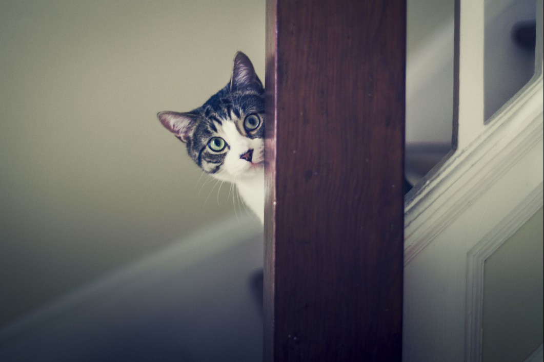 Tabby kitten on stairs
