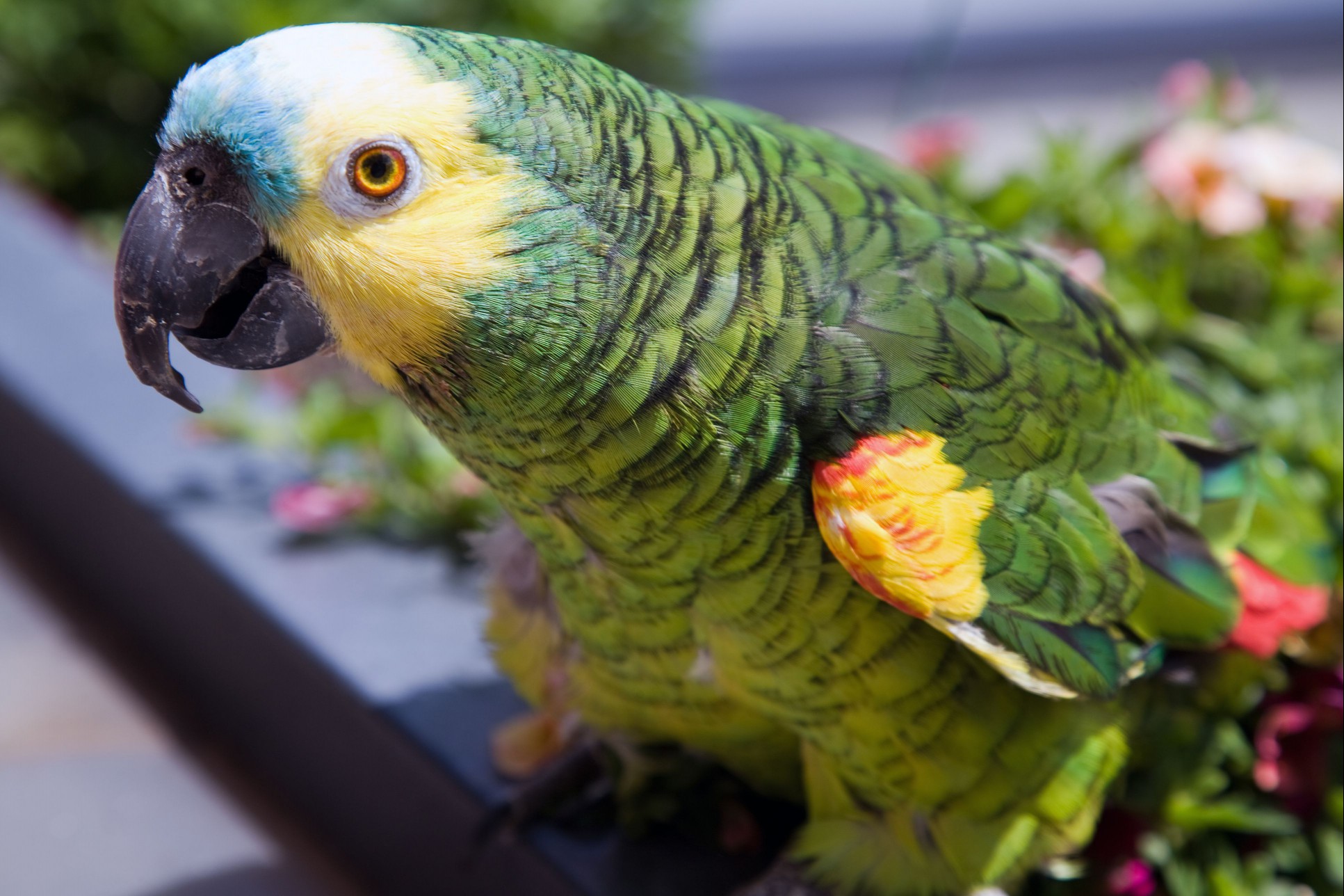 Amazon parrot