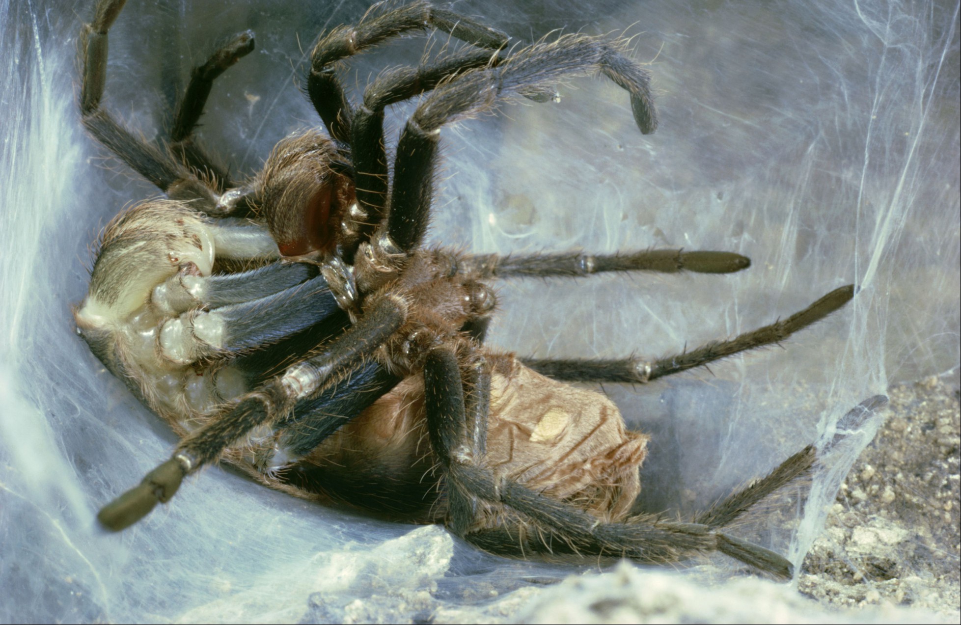 Tarantula moulting