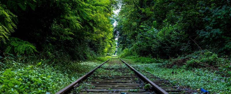 techfatigue-nature techfatigue-nature