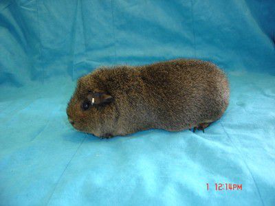 Teddy Guinea Pig