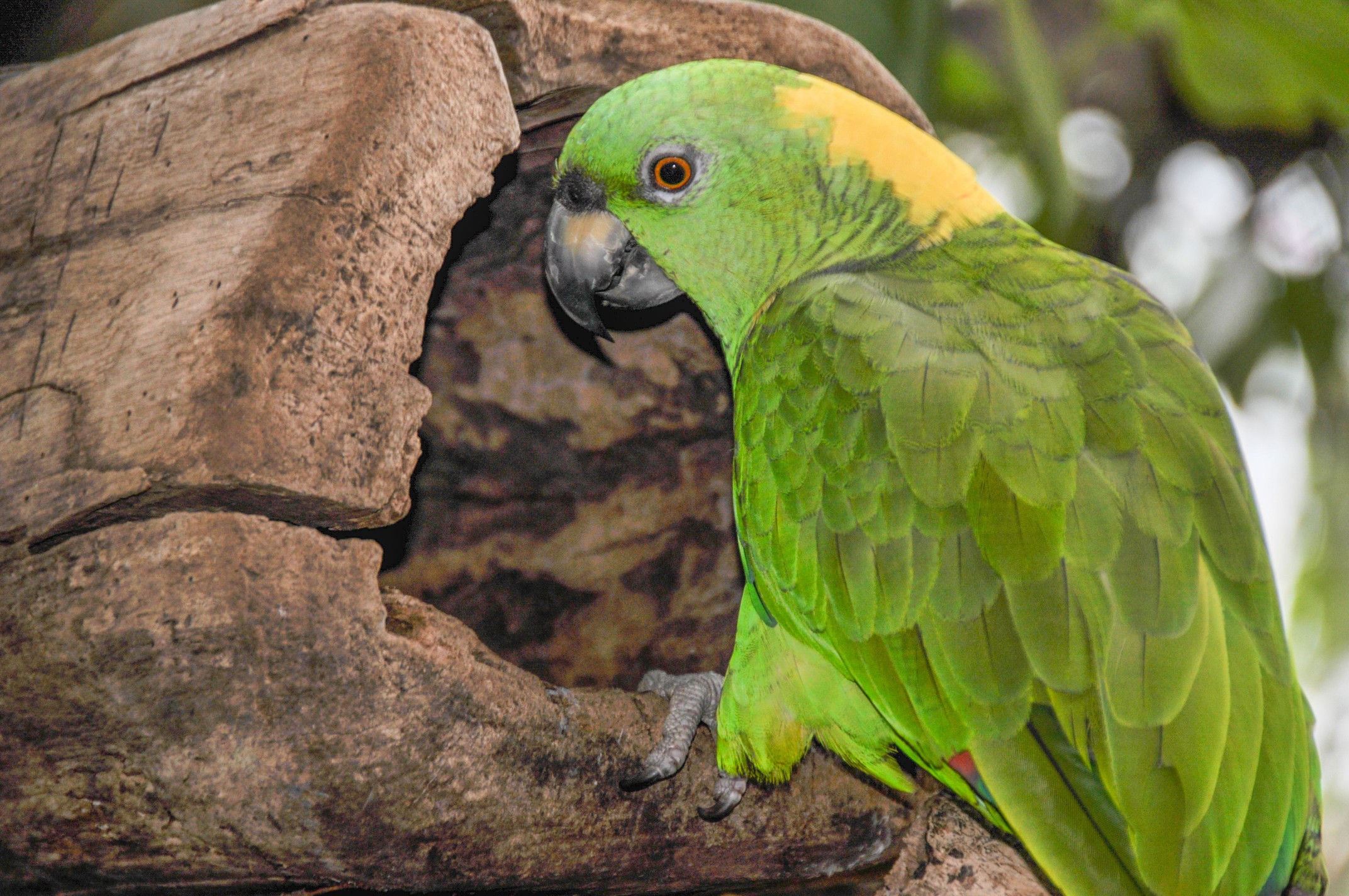 The yellow-naped amazon