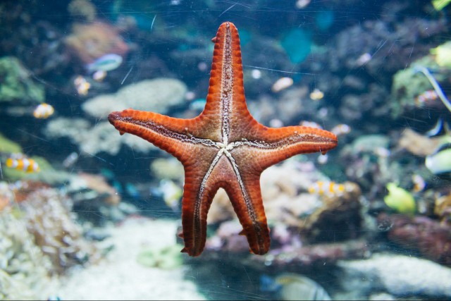 A starfish in an aquarium