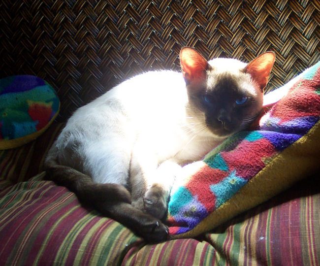 Toasty Toasty siamese cat