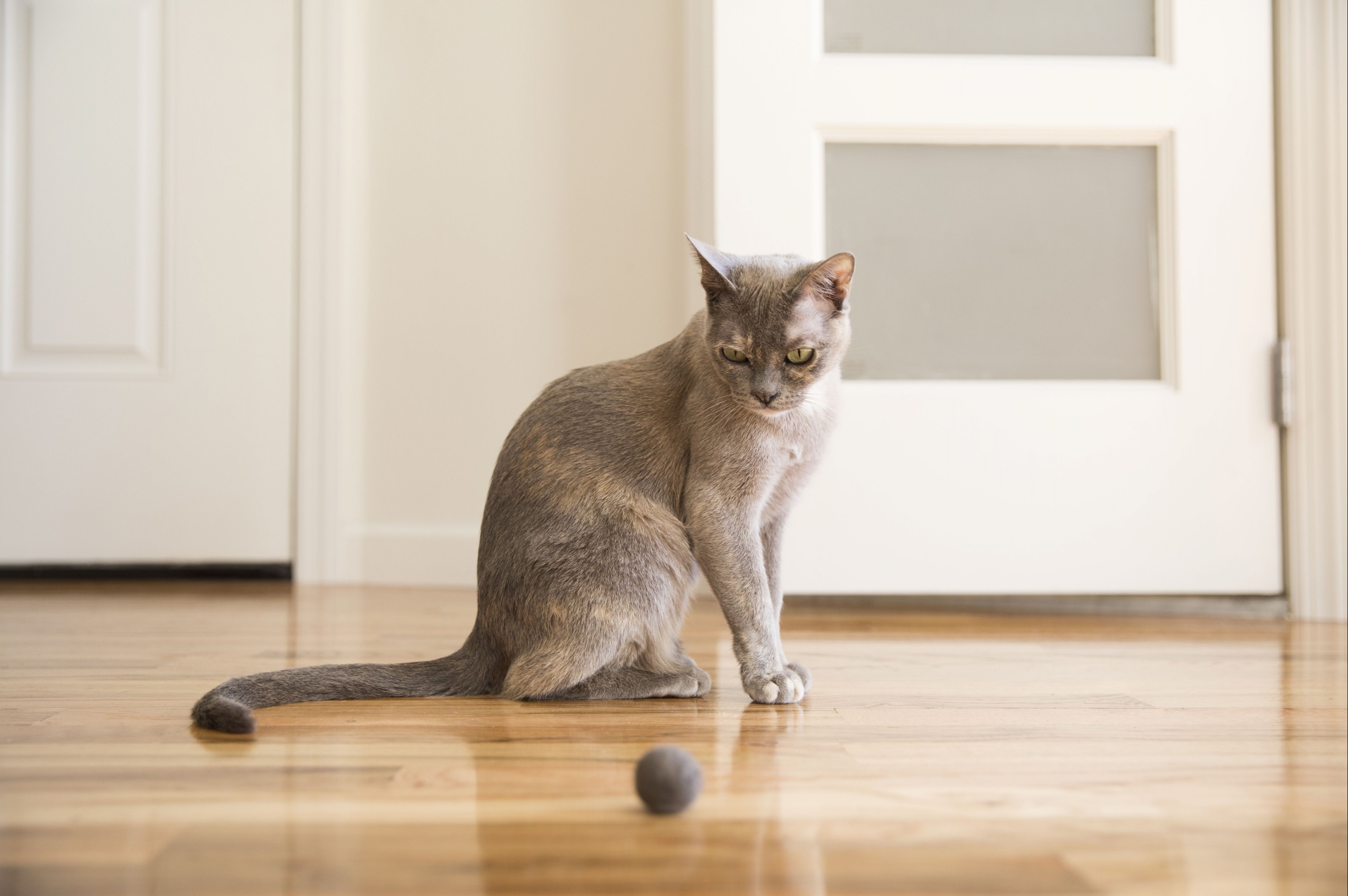 Tonkinese cat playing with felt ball