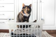 Orange and black cat sitting on folded clothes