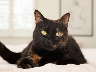 8 Fascinating Facts About Tortoiseshell Cats