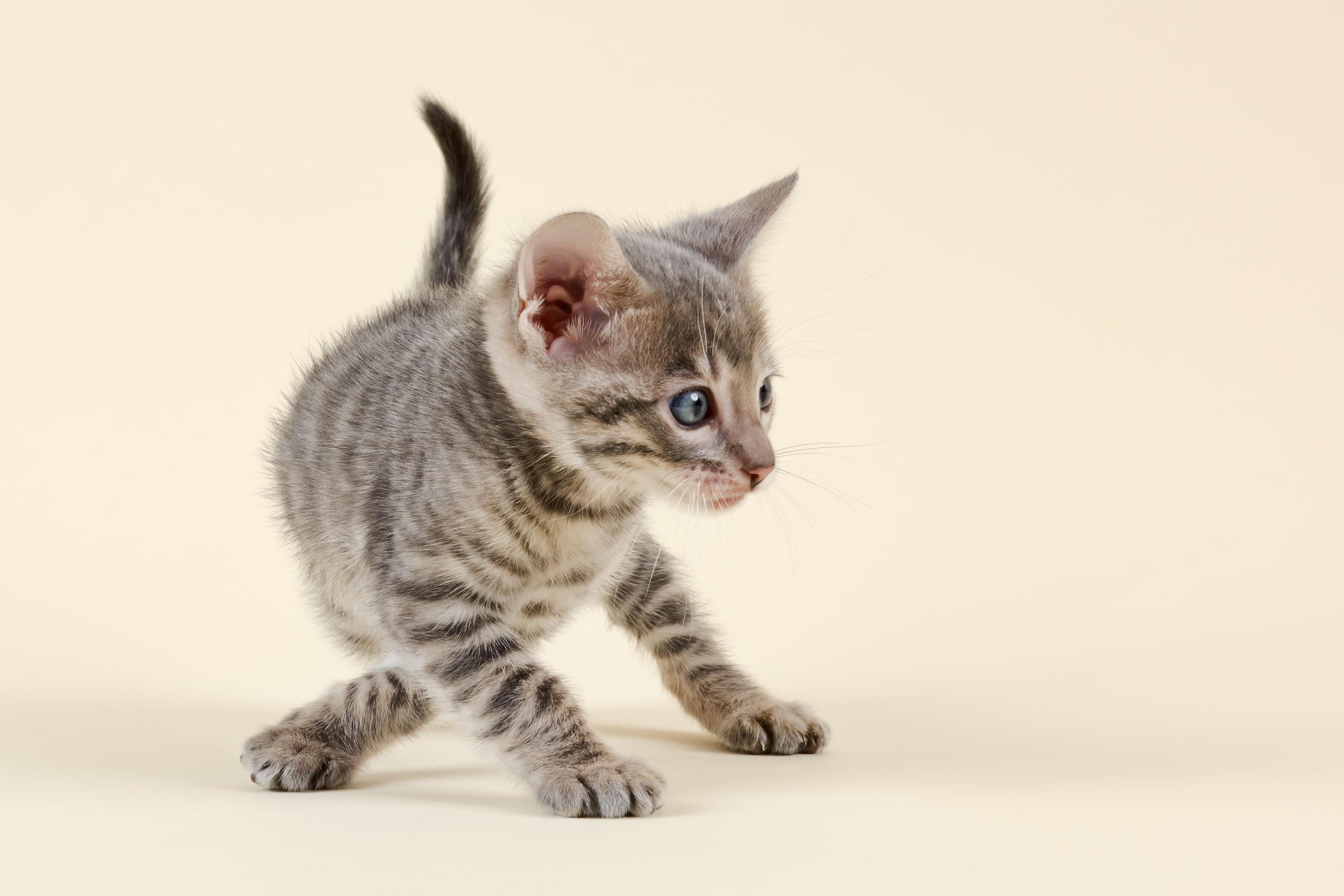 Toyger (Felis silvestris catus), age 6 weeks, with crossed paws