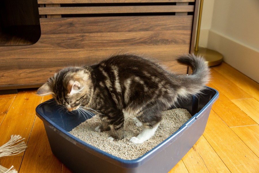 Brown and tan kitten standing inside litter box for training