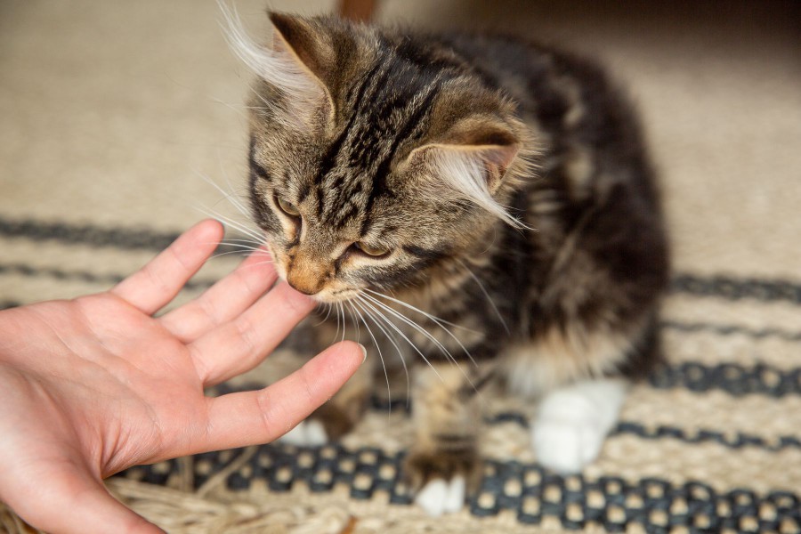 Brown and tan kitten biting owner's finger