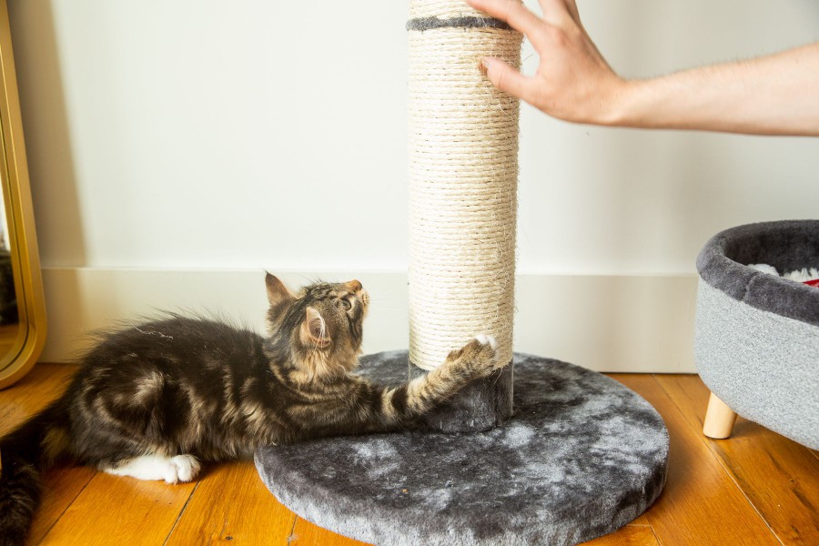 Brown and tan kitten holding on to scratching post with owner holding the top