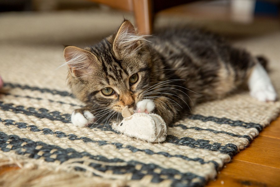 Brown and tan kitten laying on rug and playing with small mouse toy
