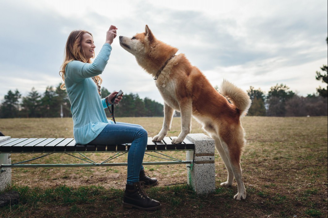 Training akita