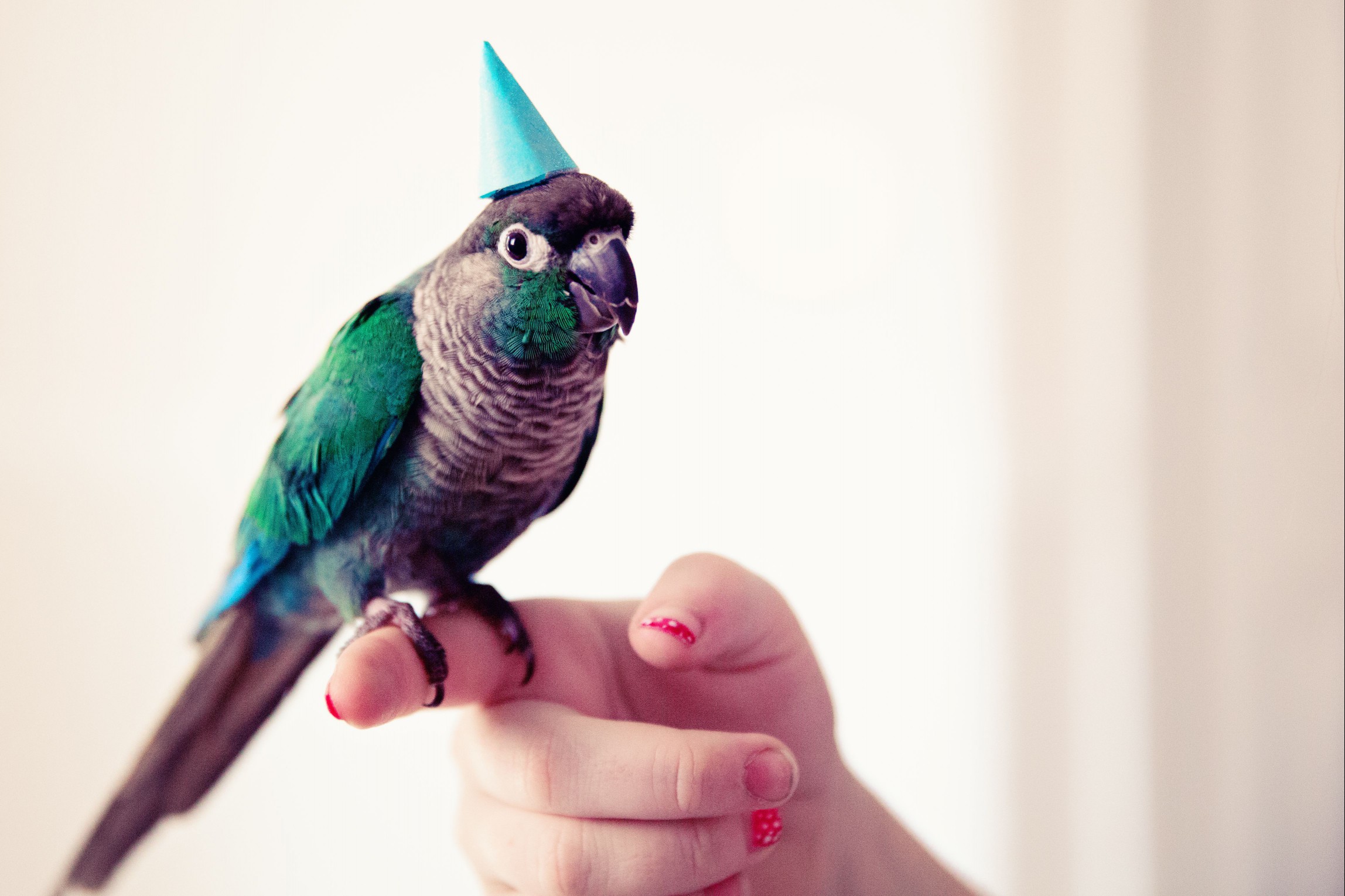 Turquiose Conure wearing Birthday hat
