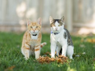 Ringworm in Cats