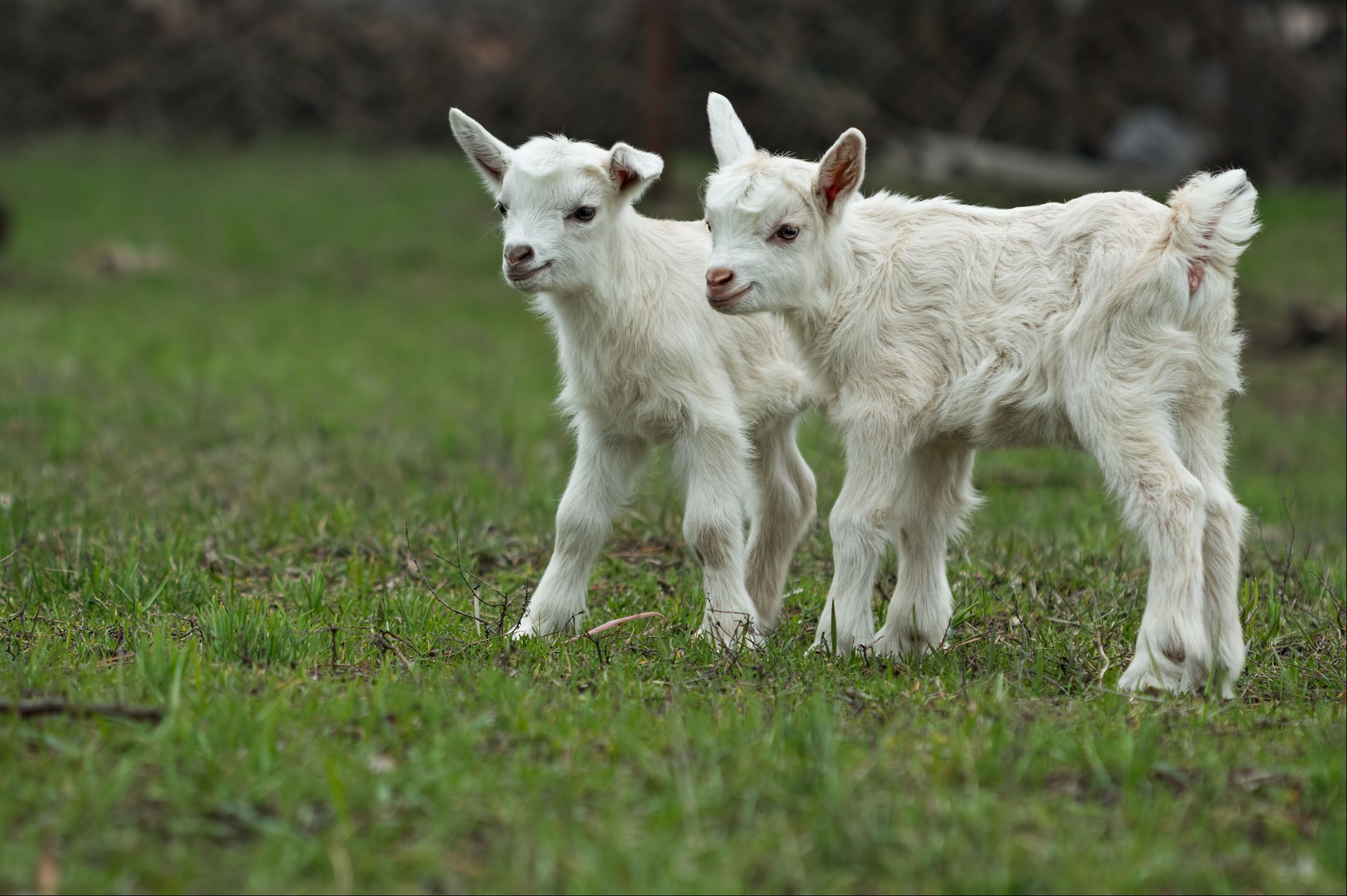 Two Little Goats On A Greed Grass