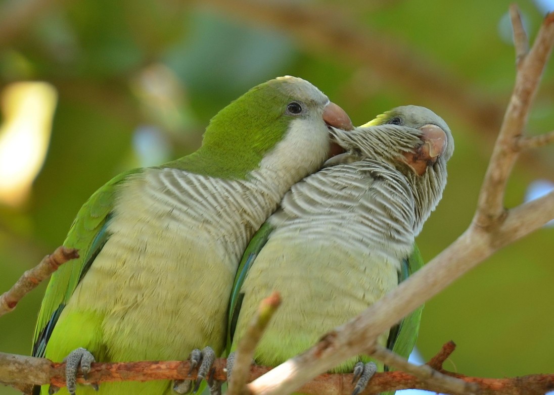 Two Quaker Parrots
