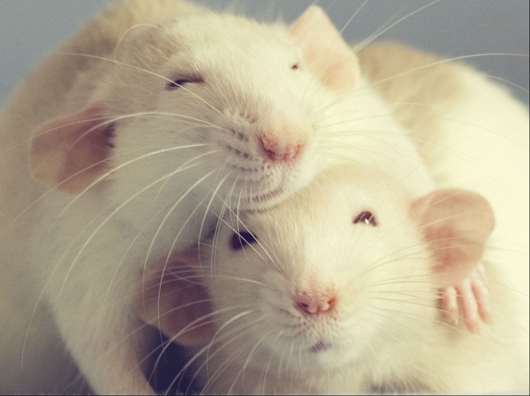 Two pet rats hugging