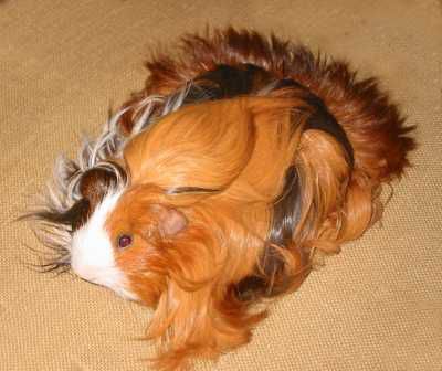 Silkie Guinea Pig Photo - Two Harbours