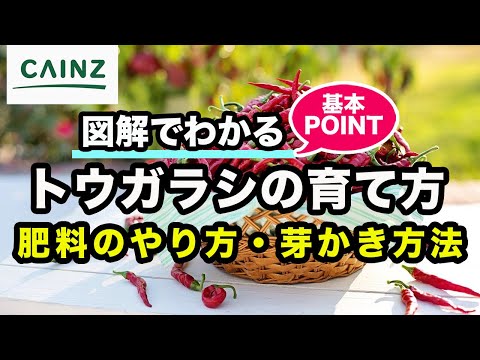 初心者でも室内で観賞用ペッパーを成功させる実践ガイド