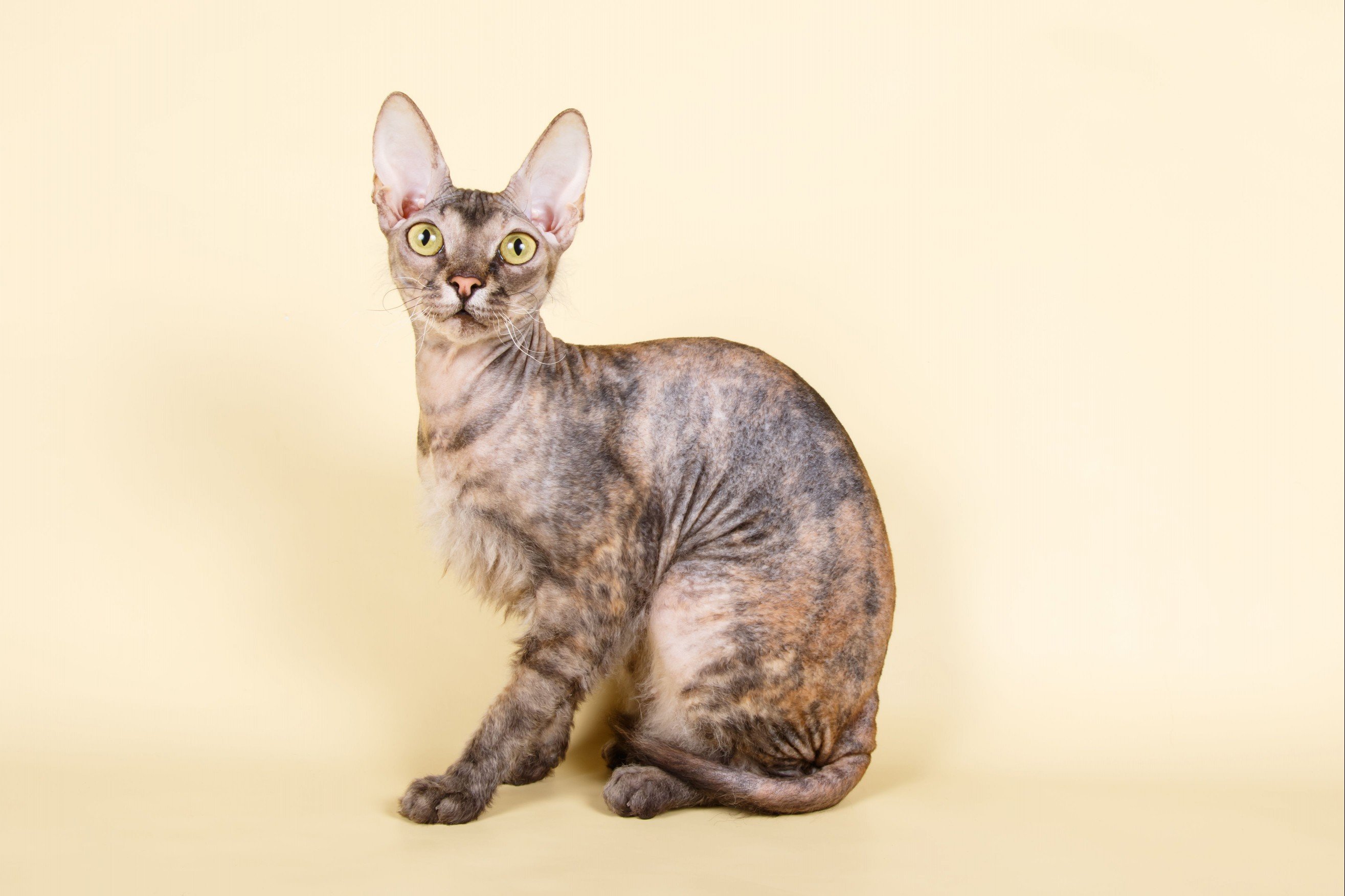 Ukrainian Levkoy sphinx on colored backgrounds