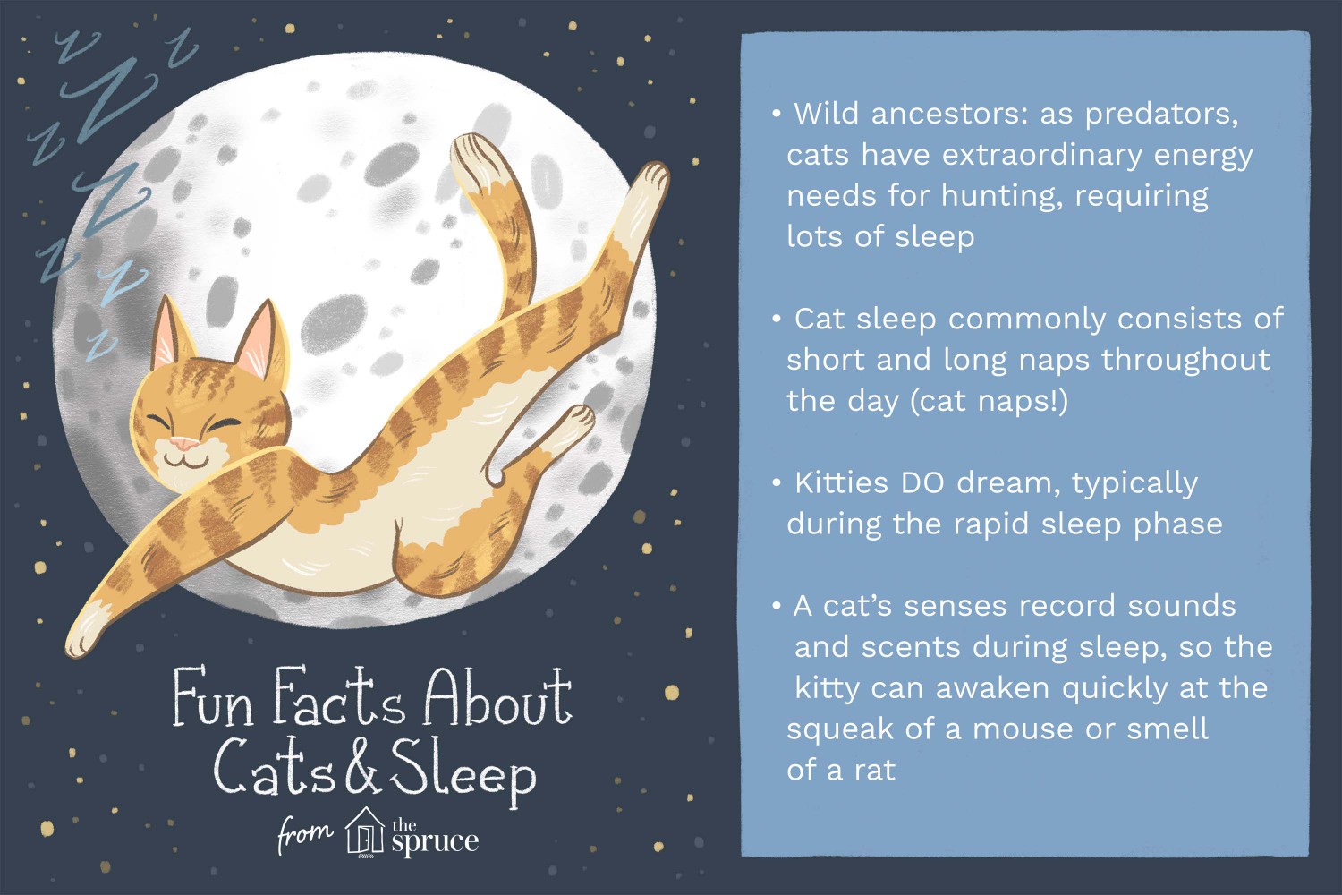 Fun Facts About Cats and Sleep