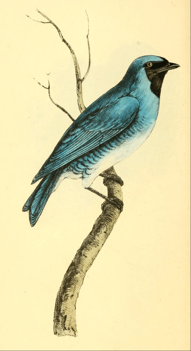 Plate 21. Plate 21.