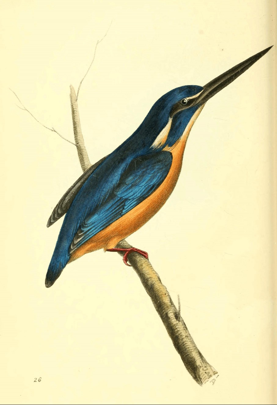 Plate 26. Plate 26.