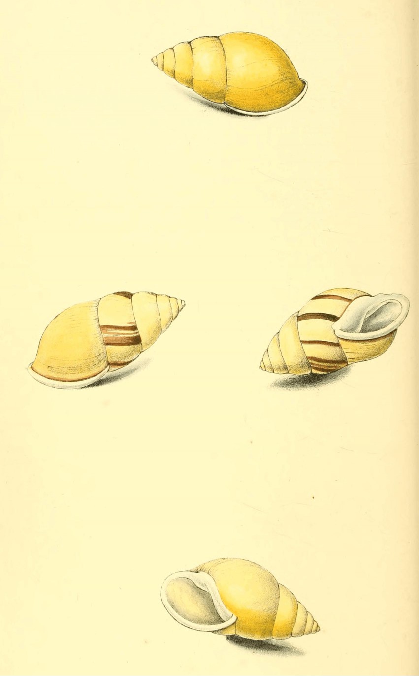 Plate 47. Plate 47.
