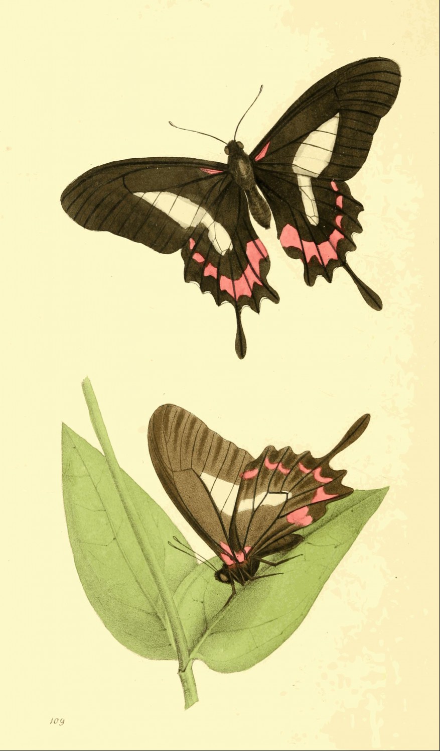 Plate 109. Plate 109.