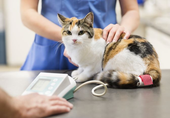 Why Is My Cat Losing Weight?
