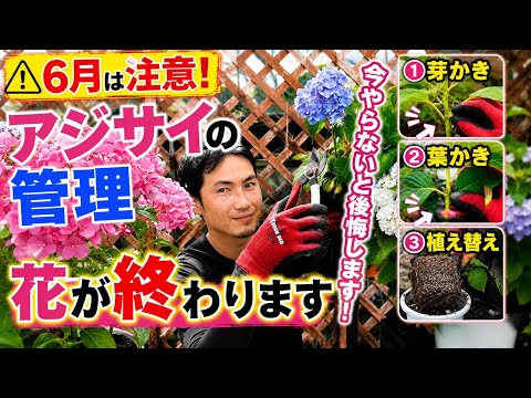 ブルーバード・アジサイの育て方のコツと注意点