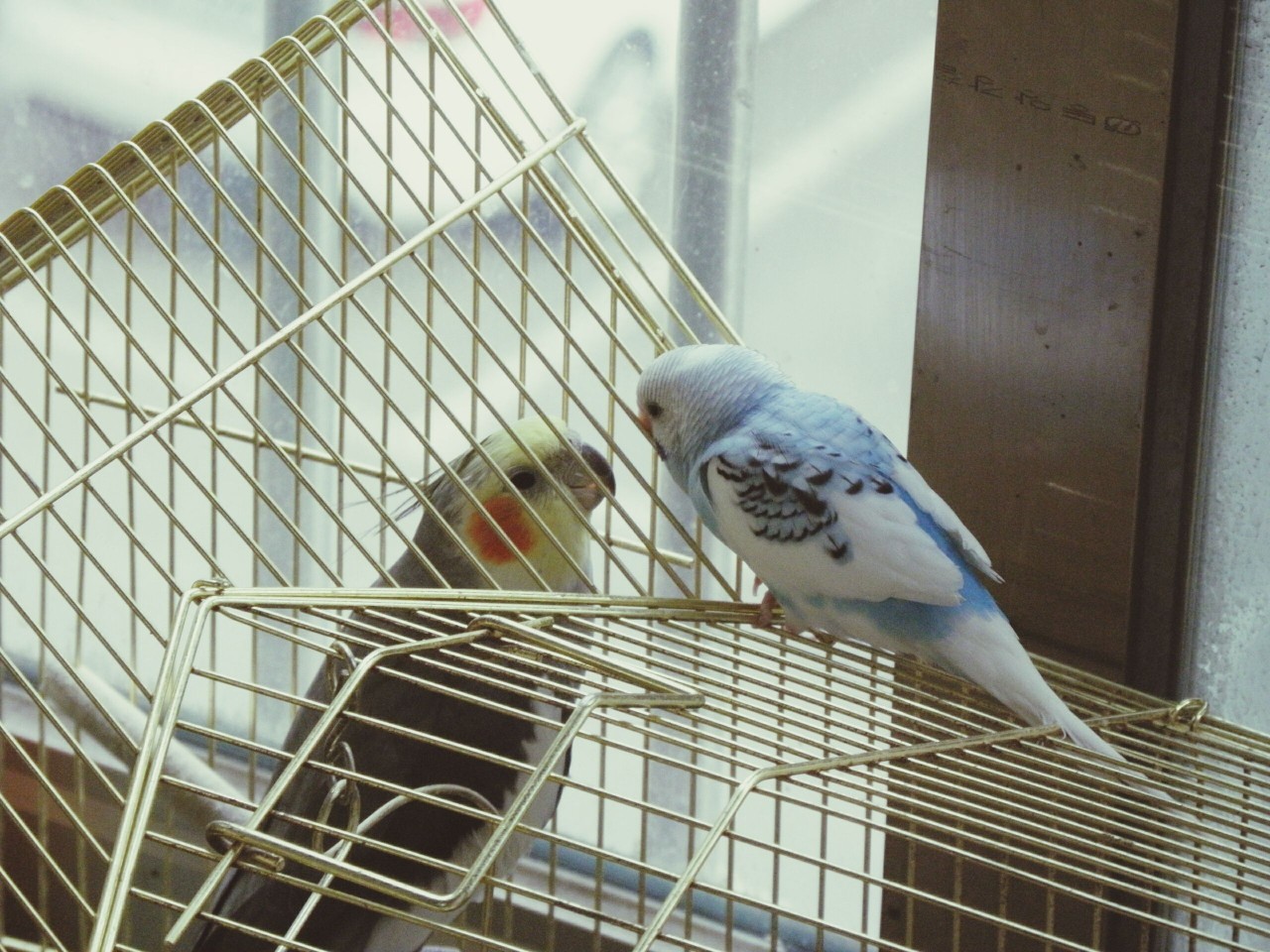 View of birds in cage