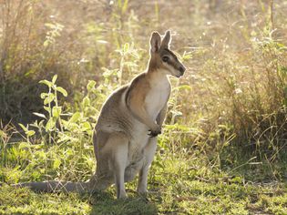 Should You Keep Wallaby as a Pet? Should You Keep Wallaby as a Pet?