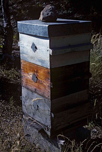 A warre beehive