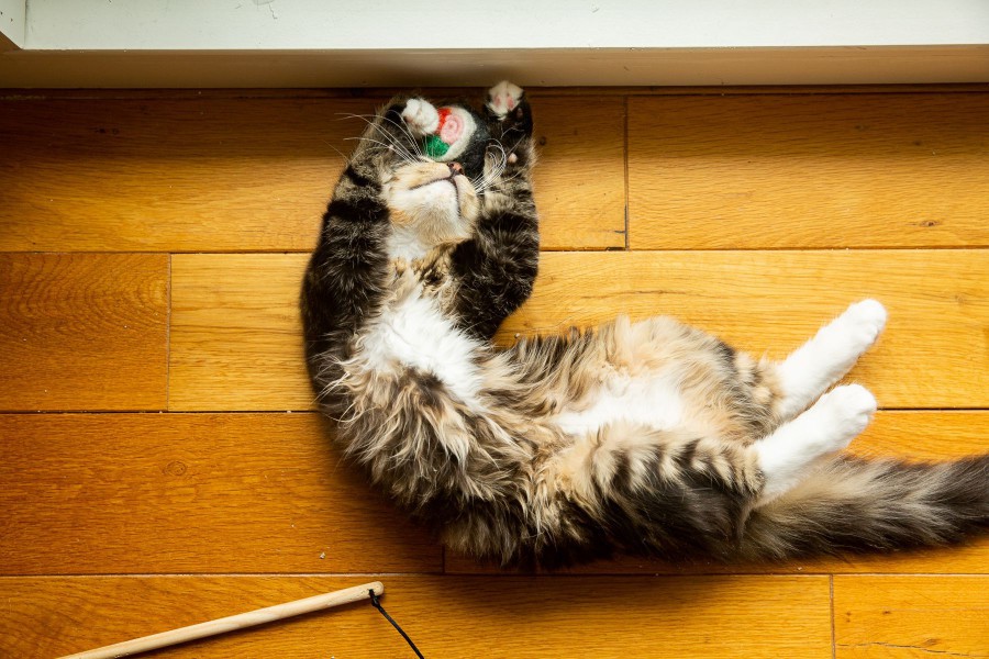 Cat rolling over and presenting its belly